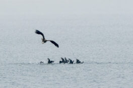 AktNatBeo-221203-ta-08-HB-Seeadler