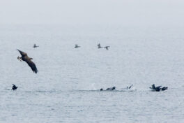 AktNatBeo-221203-ta-09-HB-Seeadler