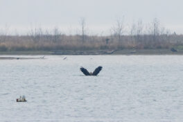 AktNatBeo-221203-ta-11-HB-Seeadler