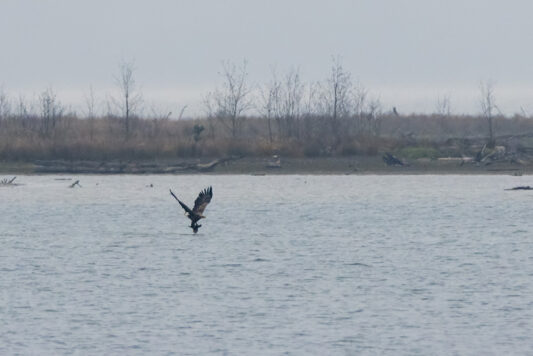 AktNatBeo-221203-ta-12-HB-Seeadler