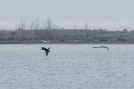 AktNatBeo-221203-ta-13-HB-Seeadler