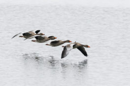 AktNatBeo-221203-ta-14-HB-Graugaense