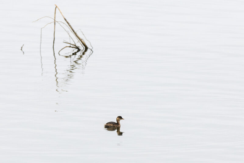AktNatBeo-221203-ta-15-HB-Zwergtaucher