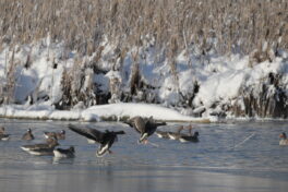 AktNatBeo-221213-ja-4_Blaessgaense