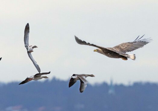 AktNatBeo-221226-ah-01-Seeadler attackiert Graugaense HB (1)