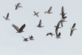 AktNatBeo-221226-ah-02-Seeadler attackiert Graugaense HB (2)