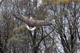 AktNatBeo-221226-ah-03-Seeadler HB (3)