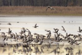 AktNatBeo-221226-ah-05-Graugaense fluechten vor jagendem Seeadler HB