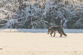 AktNatBeo-221226-ah-07-Rotfuchs HB