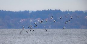 AktNatBeo-221226-ah-08-Brandgaense HB