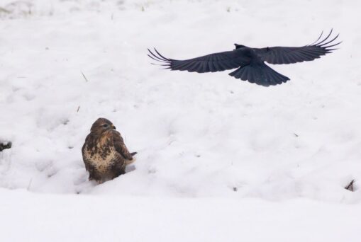 AktNatBeo-221226-ah-09-Rabenkraehe attackiert fressenden Bussard, Grabenstaett