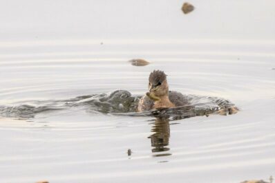 AktNatBeo-221226-ah-10-Zwergtaucher mit Libellenlarve HB