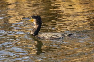 AktNatBeo-221226-ah-11-Kormoran, Schafwaschener Bucht