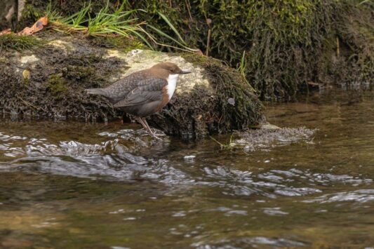 AktNatBeo-221226-ah-12-Wasseramsel Prien