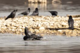 AktNatBeo-221226-ah-13-Badetag bei den Rabenkraehen, Strandbad Rimsting (1)