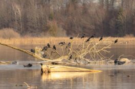 AktNatBeo-221226-ah-14-Badetag bei den Rabenkraehen, Strandbad Rimsting (2)