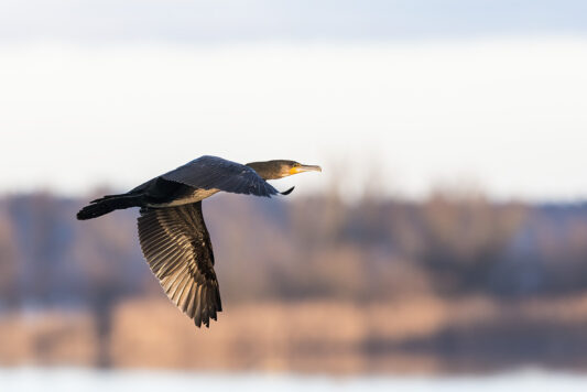 AktNatBeo-221230-ta-01-HB-Kormoran