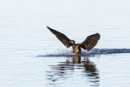 AktNatBeo-221230-ta-02-HB-Kormoran