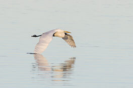 AktNatBeo-221230-ta-03-HB-Silberreiher