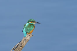 AktNatBeo-221230-ta-04-HB-Eisvogel