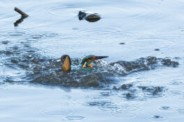 AktNatBeo-221230-ta-05-HB-Eisvogel