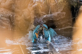 AktNatBeo-221230-ta-06-HB-Eisvogel