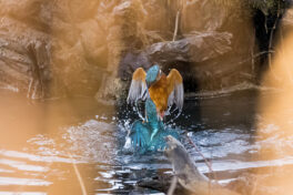 AktNatBeo-221230-ta-07-HB-Eisvogel