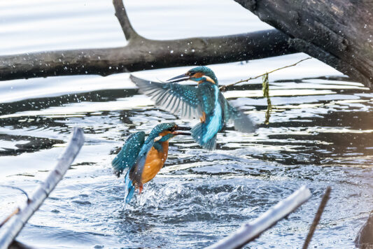 AktNatBeo-221230-ta-09-HB-Eisvogel