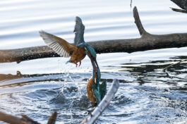 AktNatBeo-221230-ta-10-HB-Eisvogel