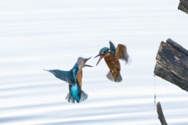 AktNatBeo-221230-ta-11-HB-Eisvogel