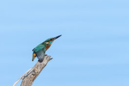 AktNatBeo-221230-ta-12-HB-Eisvogel