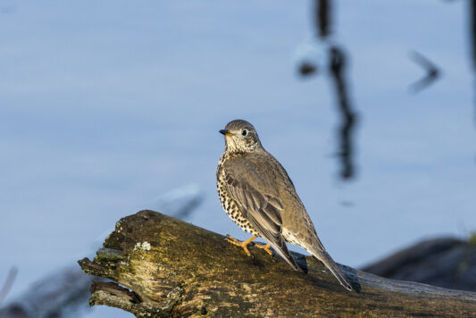 AktNatBeo-221230-ta-13-HB-Misteldrossel