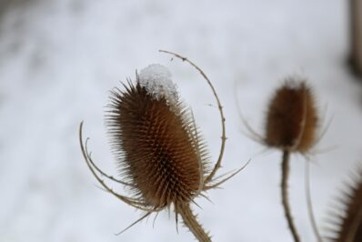 Herbaria-Bluehpakt-Winter-1