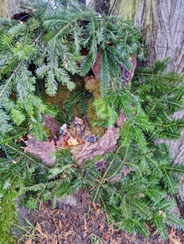 kl-IMG_20221206_131727