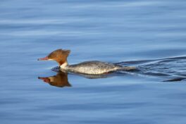 AktNatBeo-221231-ah-06-Gaensesaeger Weibchen HB