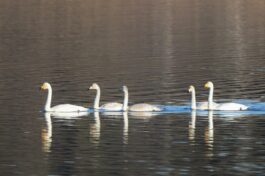 AktNatBeo-221231-ah-09-Singschwanfamilie HB