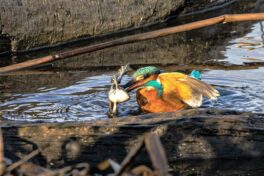AktNatBeo-221231-ah-11-Eisvogel erbeutet grossen Frosch HB (1)