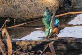 AktNatBeo-221231-ah-12-Eisvogel erbeutet grossen Frosch (2)