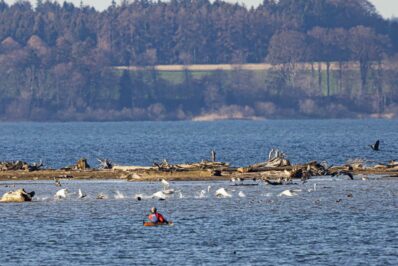 AktNatBeo-221231-ah-15-ruecksichtloser Kajakfahrer scheucht rastende Zugvoegel aus der Bucht HB