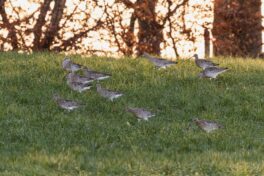 AktNatBeo-230101-ah-22-Brachvögel Breitbrunn