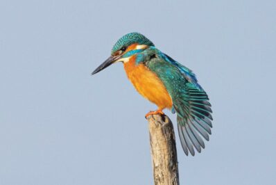 AktNatBeo-230101-ah-27-Eisvogel Morgengymnastik HB (2)