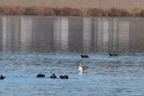 AktNatBeo-230101-ja-3 Eisente