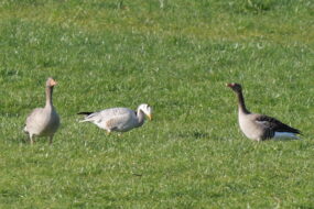 AktNatBeo-230101-ja-5_Streifengans