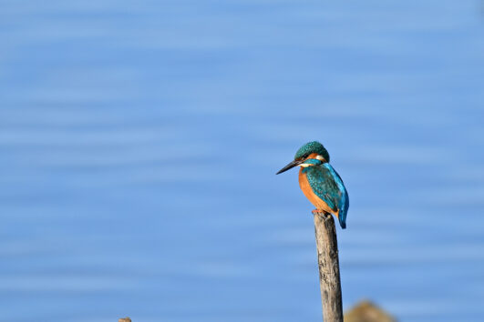 AktNatBeo-230101-sj-01-Eisvogel_Hirschauer_Bucht_Sasha_Jumanca