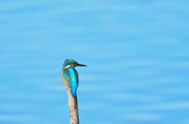 AktNatBeo-230101-sj-02-Eisvogel_Hirschauer_Bucht_Sasha_Jumanca