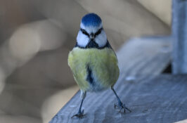 AktNatBeo-230101-sj-03-Blaumeise_Hirschauer_Bucht_Sasha_Jumanca