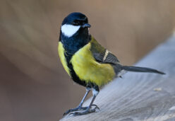 AktNatBeo-230101-sj-04-Kohlmeise_Hirschauer_Bucht_Sasha_Jumanca