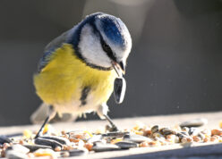 AktNatBeo-230101-sj-05-Blaumeise_Hirschauer_Bucht_Sasha_Jumanca