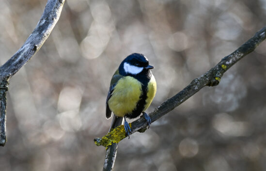 AktNatBeo-230101-sj-06-Kohlmeise_Hirschauer_Bucht_Sasha_Jumanca
