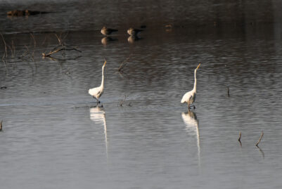 AktNatBeo-230101-sj-07-Silberreiher_Hirschauer_Bucht_Sasha_Jumanca